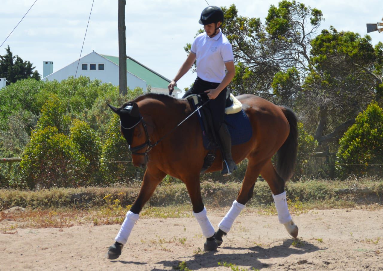 DC Dressage DC Dressage