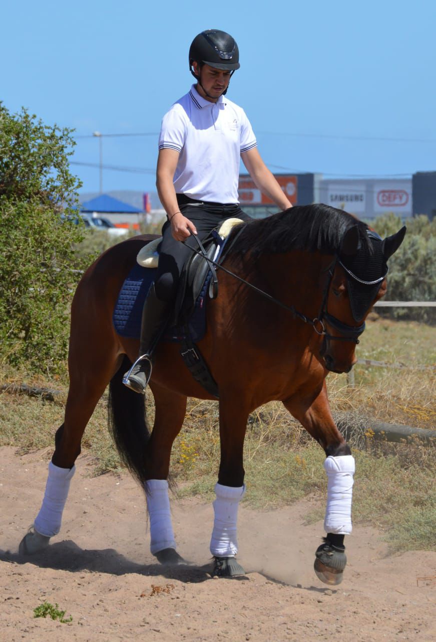 DC Dressage DC Dressage