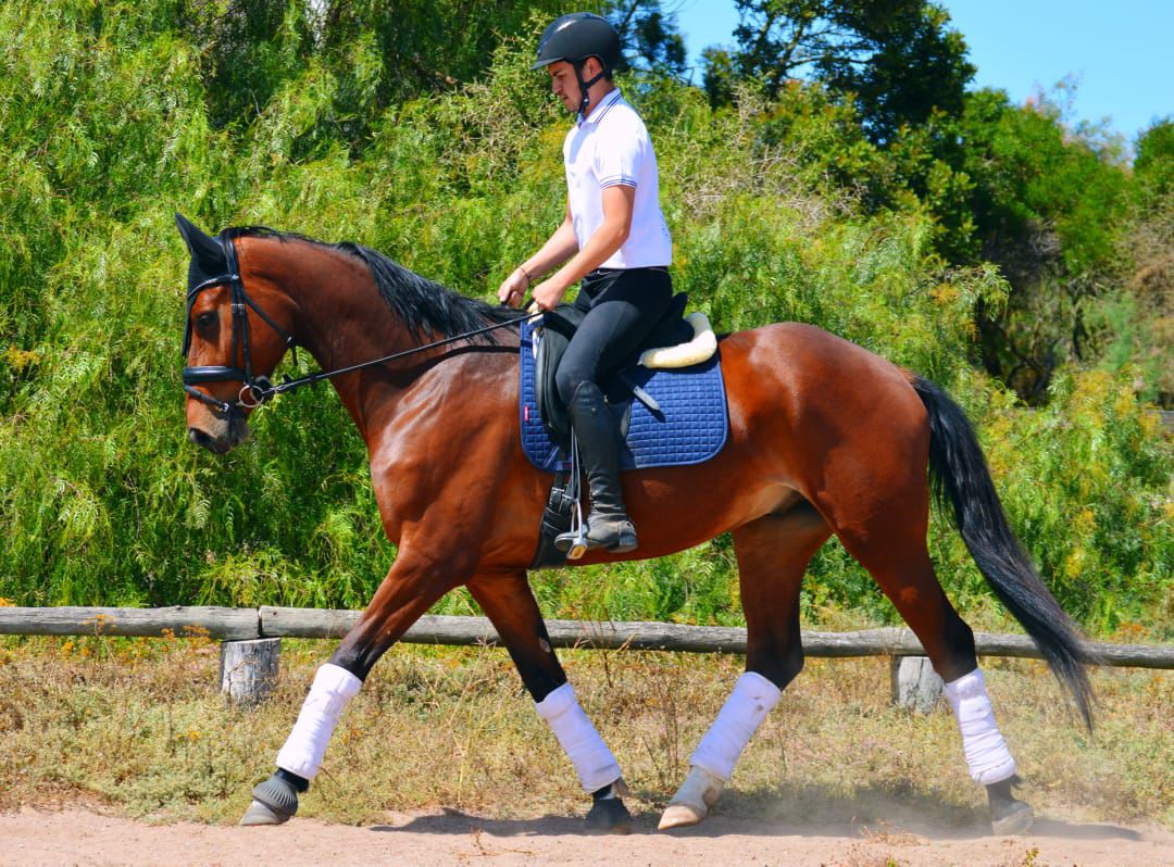 DC Dressage DC Dressage