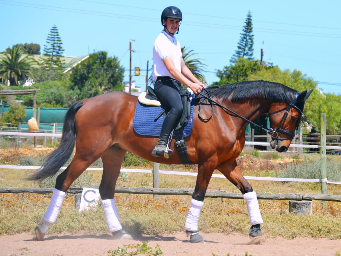 DC Dressage DC Dressage