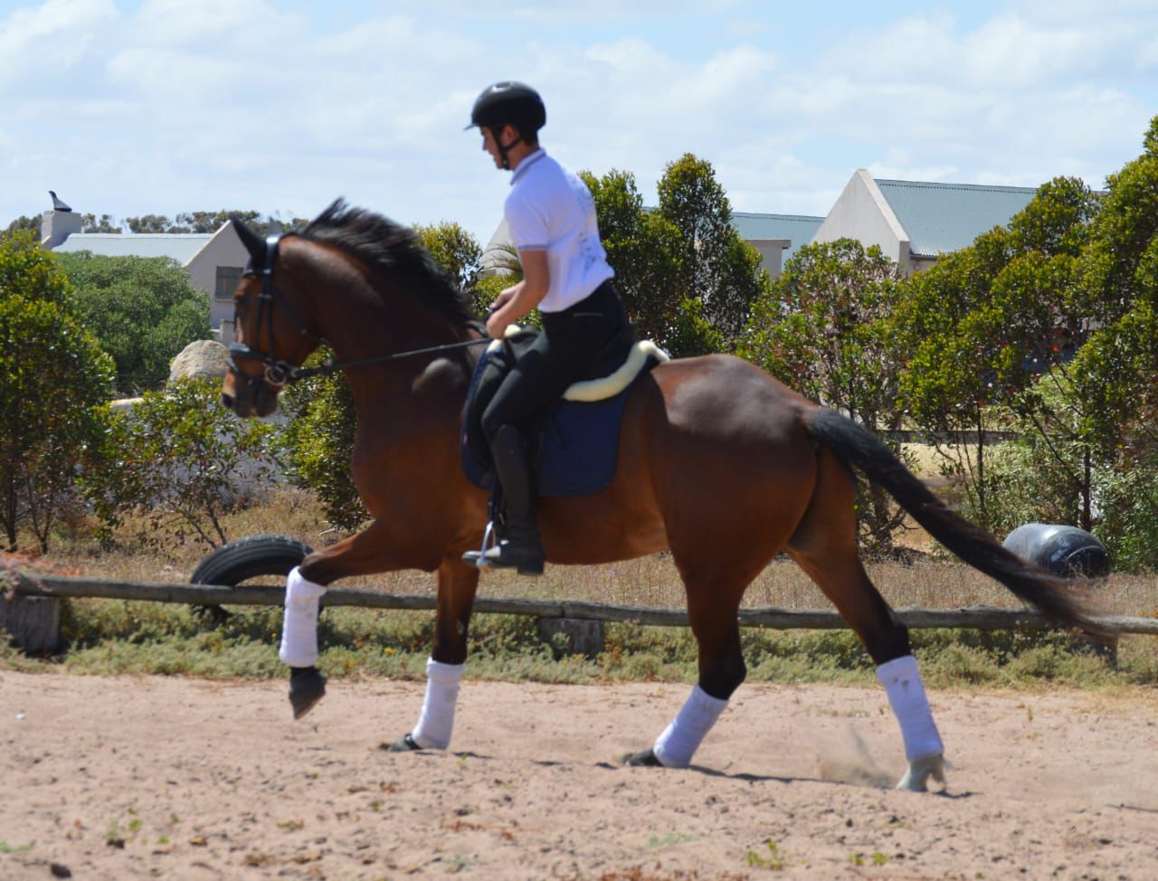 DC Dressage DC Dressage