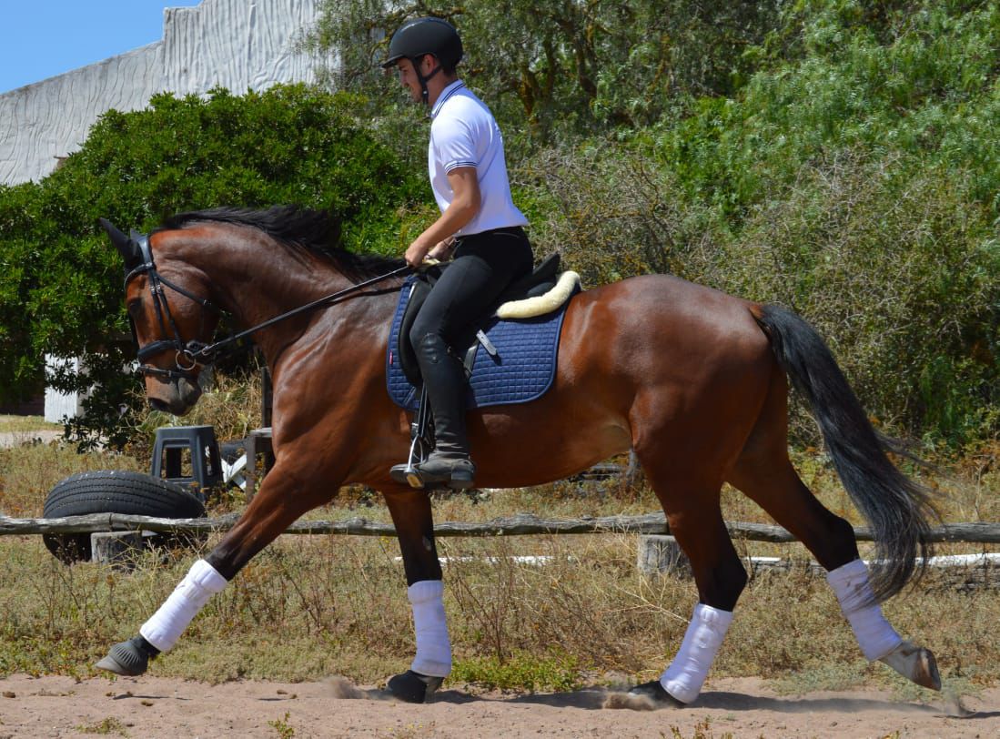 DC Dressage DC Dressage