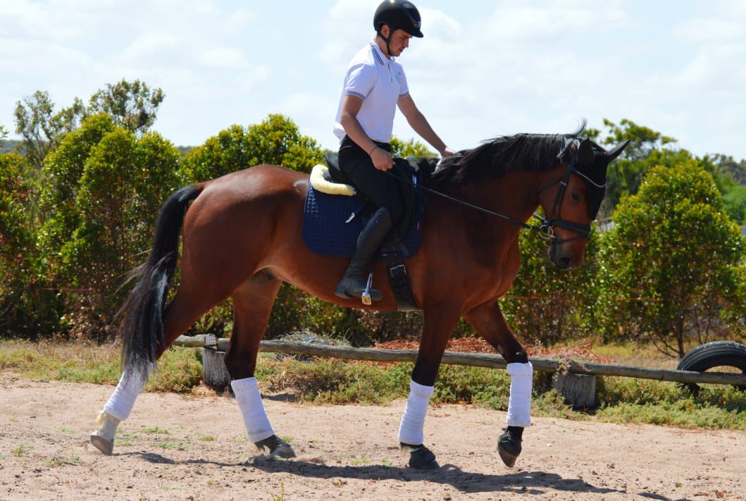 DC Dressage DC Dressage